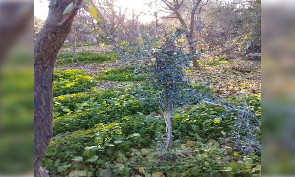 aqarr-pic01