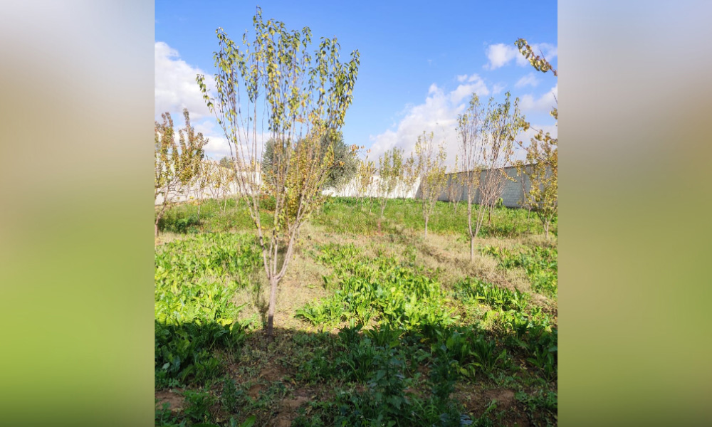 land-1836sqm-1003