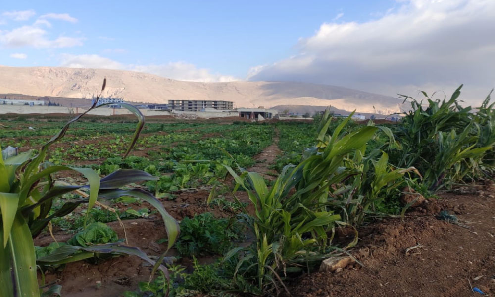 land-for-sale-harasta-800sqm.webp-1017