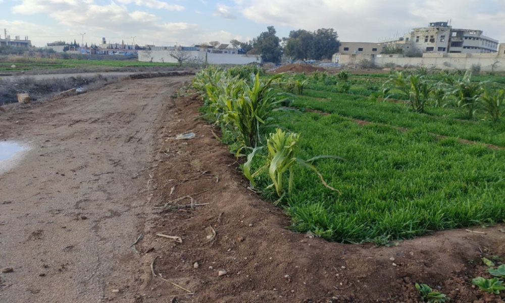 land-for-sale-harasta-800sqm.webp-1017