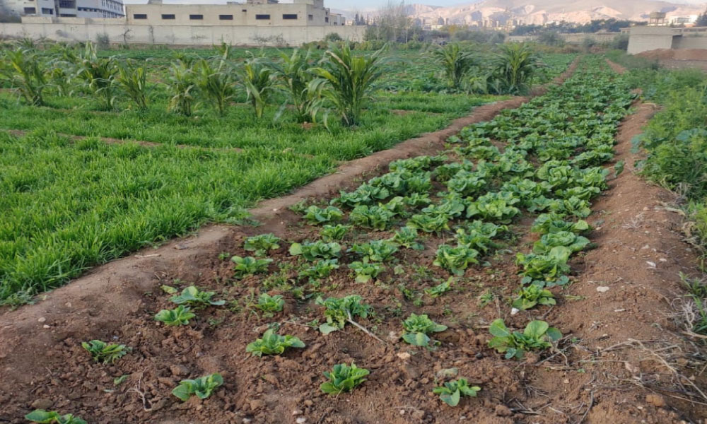 land-for-sale-harasta-800sqm.webp-1017