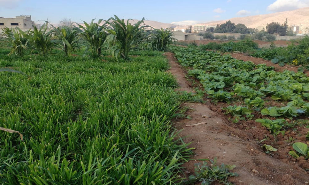 land-for-sale-harasta-800sqm.webp-1017