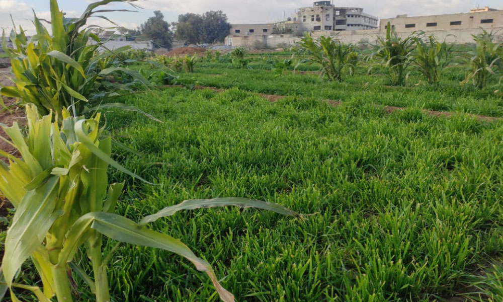 land-for-sale-harasta-800sqm.webp-1017